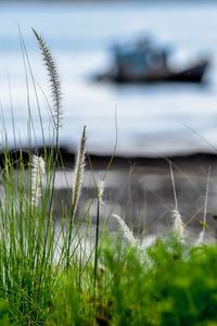 Close-up of grass on land against sky