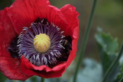 Close-up of red rose