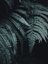 Close-up of fern leaves