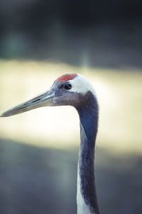 Close-up of a crane looking away