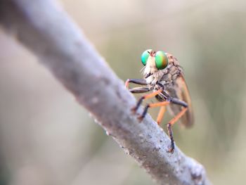 Close-up of insect on plant