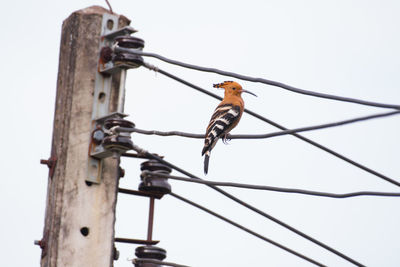 Low angle view of bird perching on wooden post against clear sky