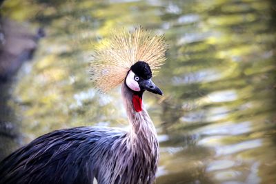 Close-up of a bird