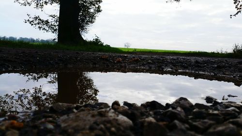 Reflection of trees in water