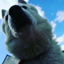 Low angle view of cat against sky