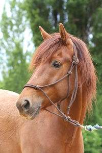 Close-up of horse in ranch