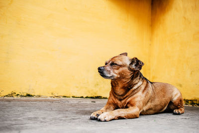 Dog sitting on street against wall