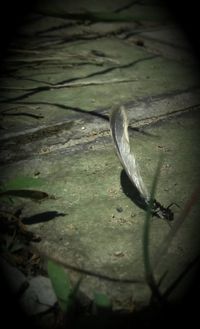 Close-up of duck swimming in water