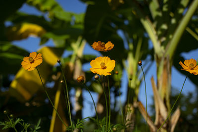 Close-up of yellow flowering plants on field