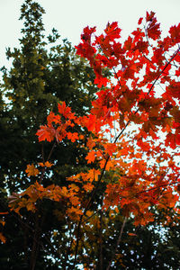 Low angle view of autumnal tree against sky