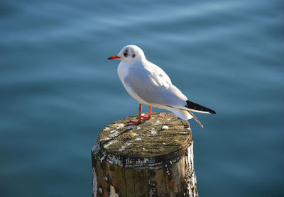 Close-up of seagull perching on water