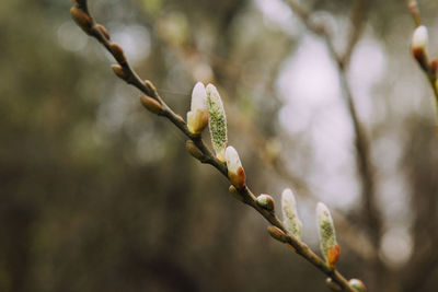 Close-up of flower buds growing outdoors