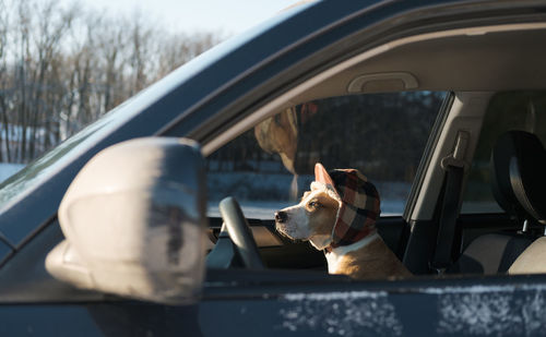 Cute dog wearing winter hunting hat sits in the car. 