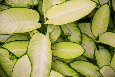 Full frame shot of vegetables