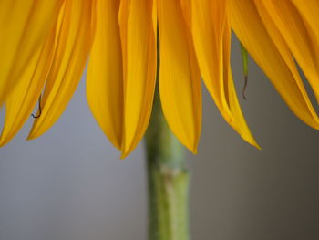 Close-up of yellow flowering plant