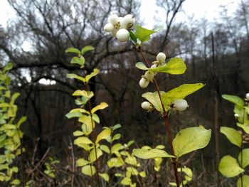 Close-up of plant growing on tree