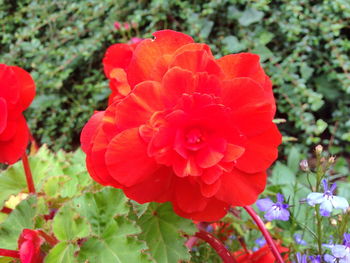 Close-up of red flower blooming outdoors