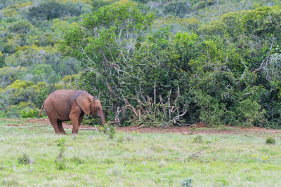 Elephant in a forest