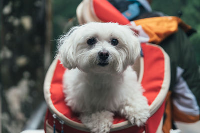 Portrait of white dog