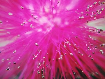 Full frame shot of pink flower