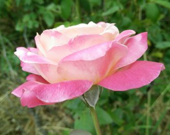 Close-up of pink rose