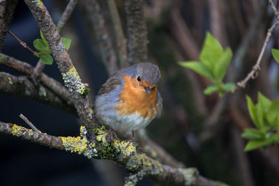 Close-up of bird perching on branch