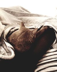 Close-up of cat sleeping on bed