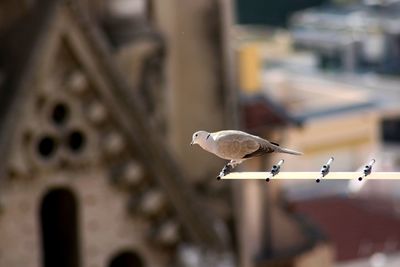 Bird perching on railing