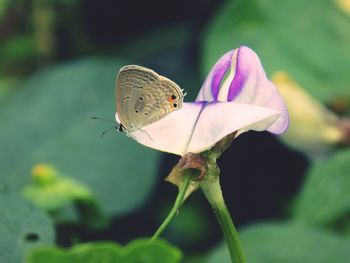 Close-up of butterfly pollinating on flower