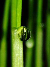 Close-up of green leaf against blurred background