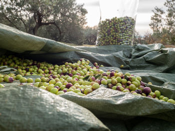 Close-up of fruits growing on tree