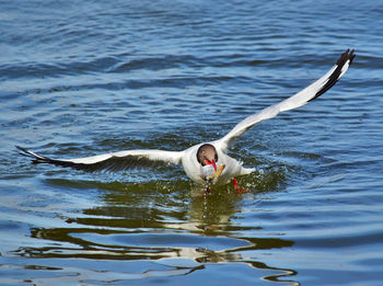 Swan swimming in lake