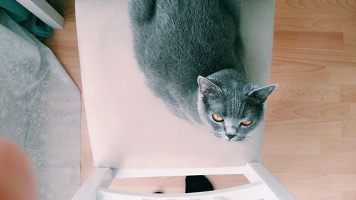Close-up of cat