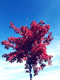Low angle view of flowering plant against blue sky