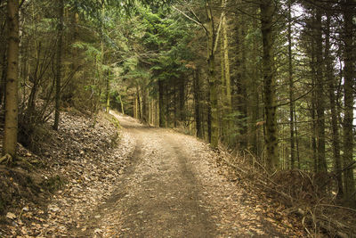 Pine trees in forest