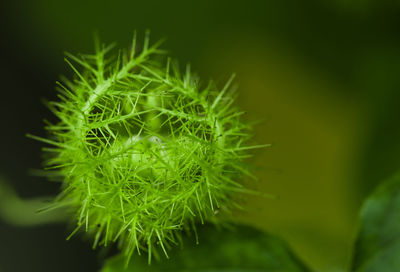 Close-up of succulent plant