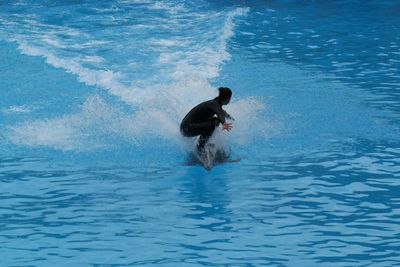 Man balancing on dolphin in water at aquarium