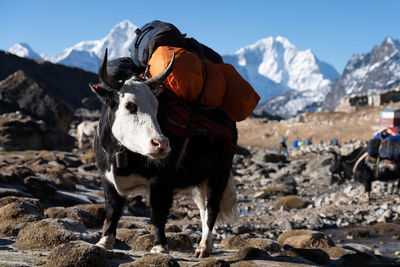 Horse standing on snow covered mountain