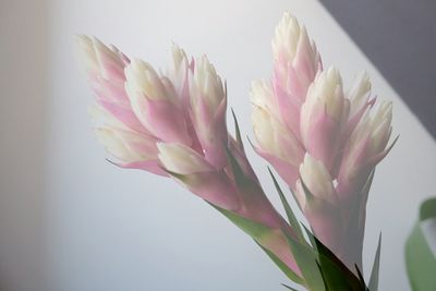 Close-up of pink rose flower