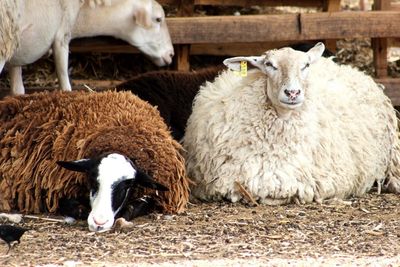 Sheep in pen