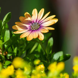 Close-up of purple flower