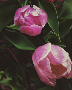 Close-up of pink flower blooming outdoors