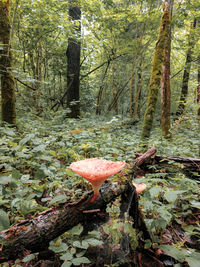 Mushrooms growing on tree trunk in forest