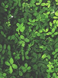 Full frame shot of leaves