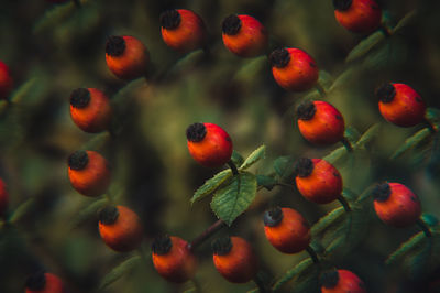 Close-up of berries growing on tree