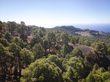 High angle view of trees in forest