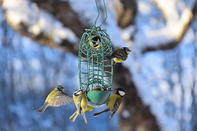 Close-up of bird perching on feeder