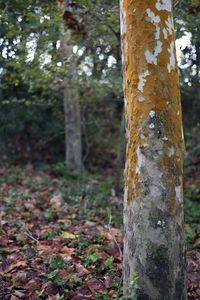 Close-up of tree trunk in forest