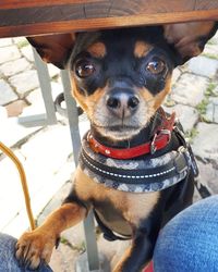 Portrait of dog sitting outdoors