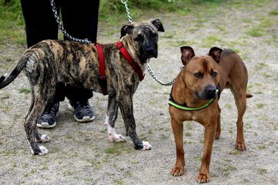 Dogs standing on grass